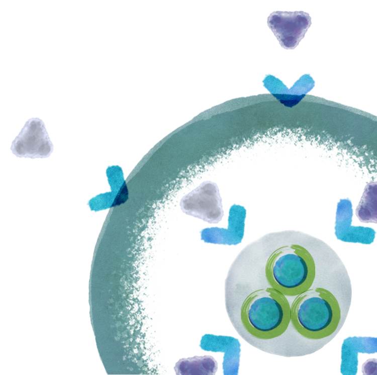 How Ibrance (palbociclib) works cell diagram How Ibrance (palbociclib) works cell diagram